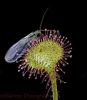 Sundew with lacewing