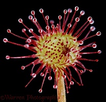 Sundew with small fly