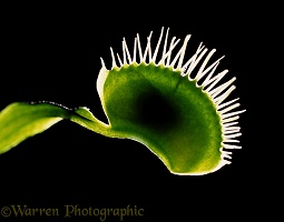 Venus' Flytrap with trapped fly