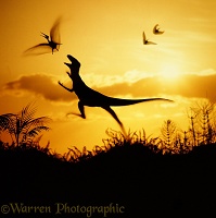 Coelurus leaping at pterosaur