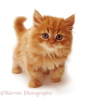 Ginger kitten
