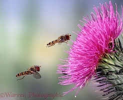 Hoverflies and spear thistle
