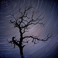 Dead tree and star swirl
