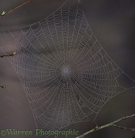 Dewy orb web