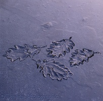 Leaf impressions in ice