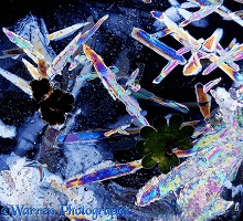 Sheet ice crystals viewed by polarised light