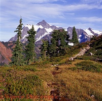 Alpine scenery with Mountain Hemlocks