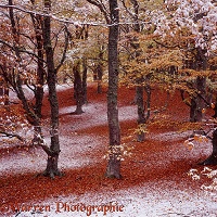 Autumnal beech woodland with snow