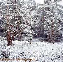 Scots Pine forest with snow