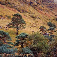 Autumnal scenery with Scots Pines