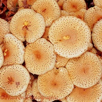 Spotted ocher fungus