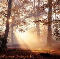 Mist and sunbeams in the New Forest