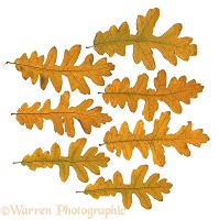 Autumnal Oak leaves