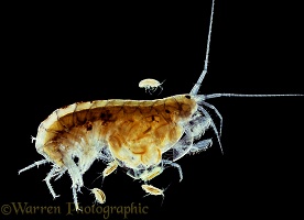 Freshwater Shrimp with young