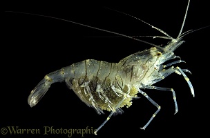 Common Prawn with eggs