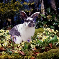 Blue-spotted rabbit among Primroses
