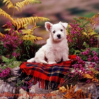 Westie pup among heather