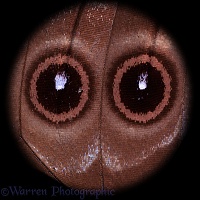Eye-spots of Morpho Butterfly