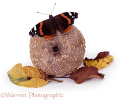 Red Admiral on rotten apple