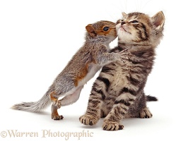 Baby Grey Squirrel kissing a tabby kitten