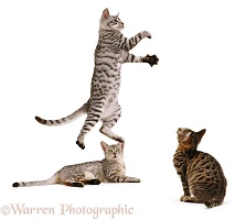 Egyptian Mau kitten leaping