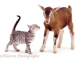 Silver kitten and goat