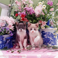 Two kittens on a florist's table