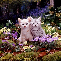 Kittens among woodland flowers