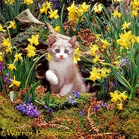 Kitten among Daffodils