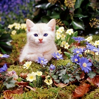 Cream Burmese kitten among woodland flowers