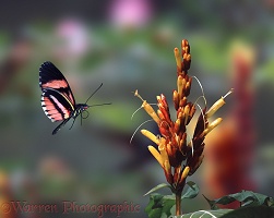 Heliconius butterfly in flight