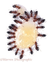 Ants feeding on honey