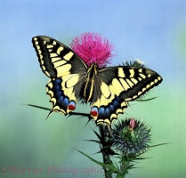 European Swallowtail Butterfly on thistle