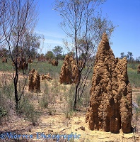 Termite towers