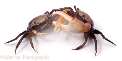Fiddler Crabs fighting