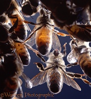Honey Bee wax glands