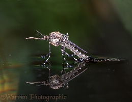 Mosquito female emerging