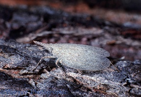 Lantern fly