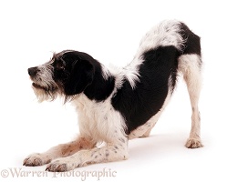 Black-and-white dog bowing