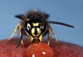 Common Wasp worker on apple
