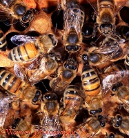 Honey bee mutual feeding within hive