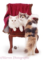 Cats and chair with a mouse