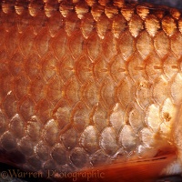 Golden Carp scales