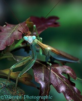 Praying mantis portrait