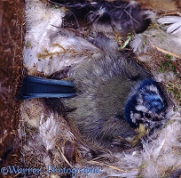 Blue tit incubating