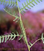 Broom Moth caterpillar