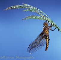 Libellula Dragonfly after rain