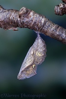 Red Admiral pupa