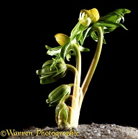 Winter Aconite opening time lapse