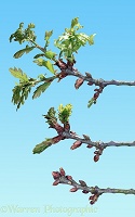 Oak twig growth series